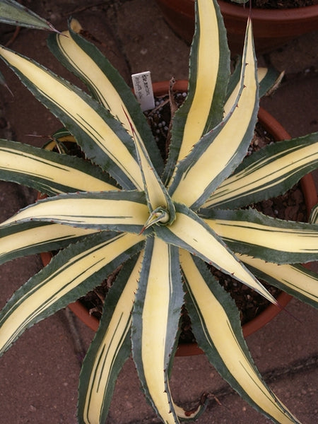 Learn about Agave americana 'Mediopicta Aurea' | Yellow Variegated American  Century Plant
