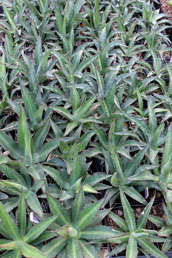 Agave x amourifolia Twisted Tongue