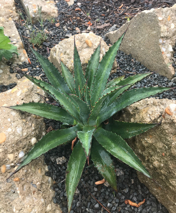 Image of Agave x amourifolia 'Twisted Tongue' taken at Juniper Level Botanic Gdn, NC by C. Hardison