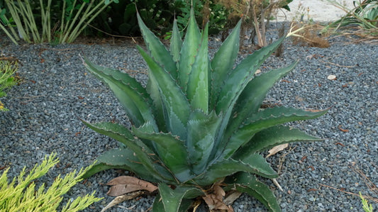 Image of Agave x amourifolia 'Twisted Tongue' taken at Juniper Level Botanic Gdn, NC by JLBG