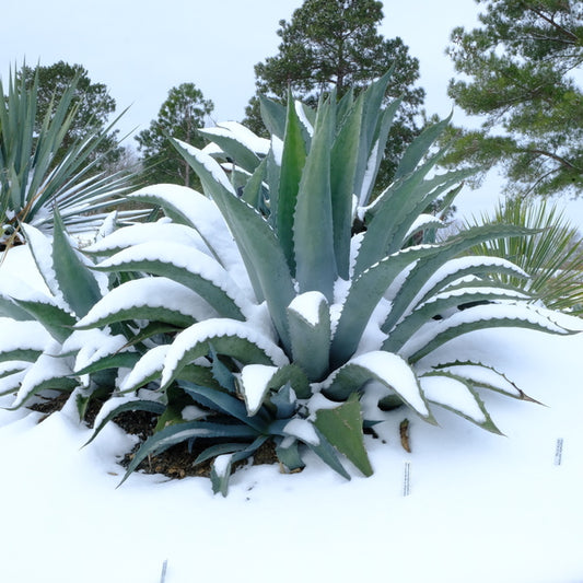 Image of Agave x amourifolia 'Twisted Tongue' taken at Juniper Level Botanic Gdn, NC by JLBG