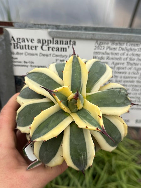 Image of Agave applanata 'Butter Cream'
