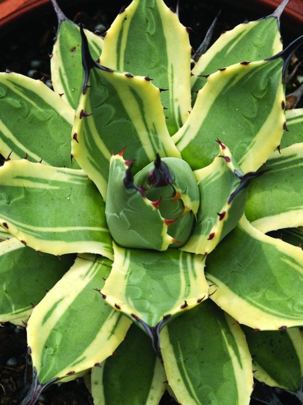 Image of Agave applanata 'Cream Spike' taken at Juniper Level Botanic Gdn, NC by JLBG