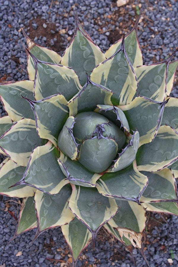 Image of Agave applanata 'Cream Spike' taken at South Carolina Botanical Gdn, SC by T. Avent