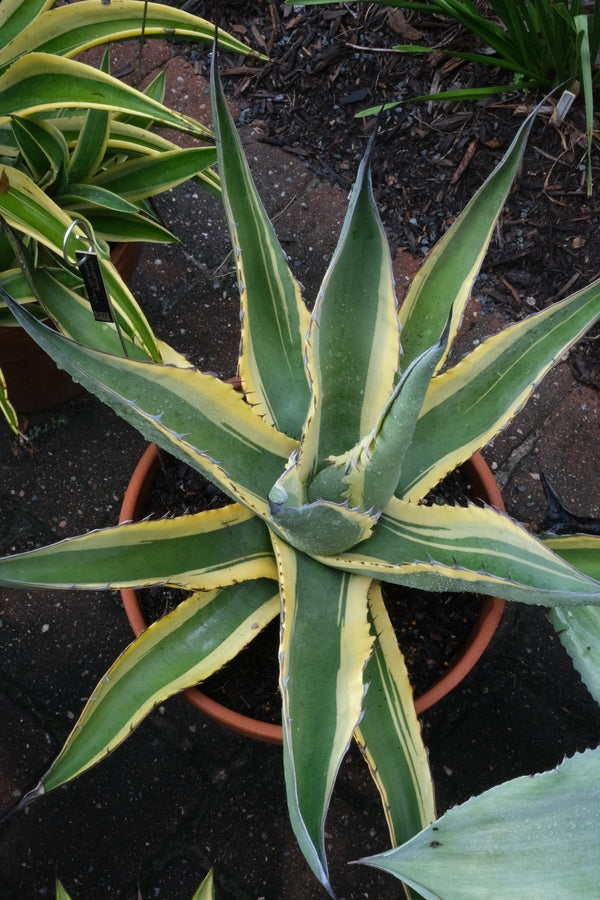 Agave asperrima ssp maderensis Grand Duke
