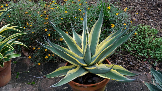 Image of Agave asperrima ssp. maderensis 'Grand Duke' taken at Juniper Level Botanic Gdn, NC by JLBG