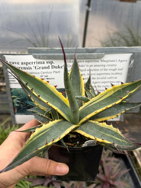 Image of Agave asperrima ssp. maderensis 'Grand Duke'