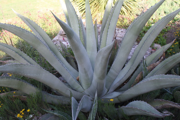 Learn about Agave asperrima | Scabrous Century Plant | Perennial