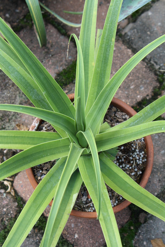 Image of Agave bracteosa 'Daddy Longlegs' taken at Juniper Level Botanic Gdn, NC by JLBG