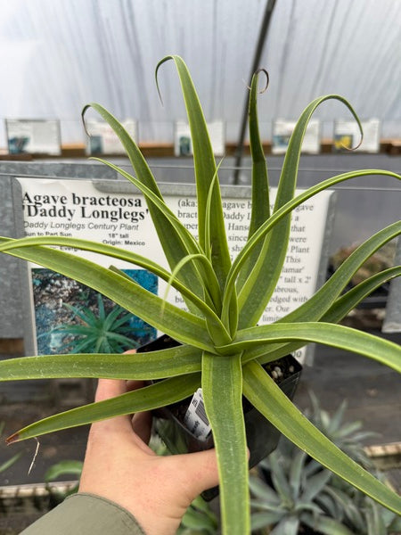 Image of Agave bracteosa 'Daddy Longlegs'