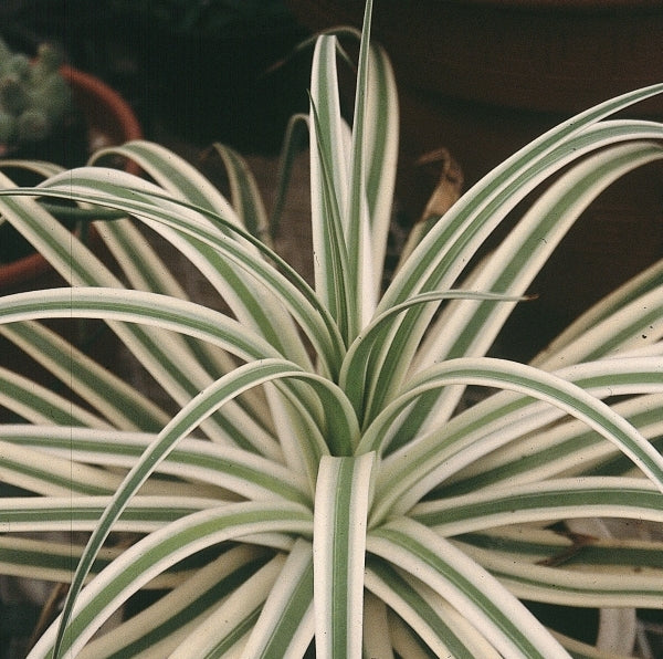 Learn about Agave bracteosa 'Monterrey Frost' | Monterrey Frost Century  Plant
