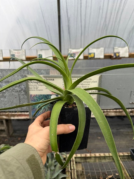 Image of Agave bracteosa 'Octopussy'