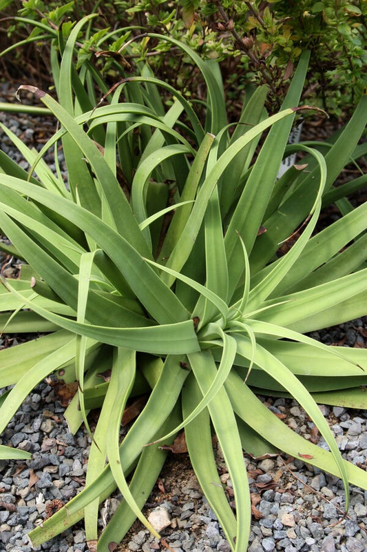 Image of Agave bracteosa 'Squidget' taken at Juniper Level Botanic Gdn, NC by JLBG