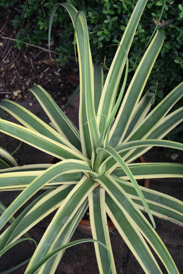 Image of Agave bracteosa 'Stingray' PP 30,280 taken at Juniper Level Botanic Gdn, NC by JLBG