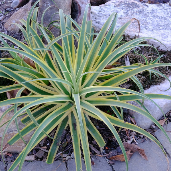 アガベ Agave bracteosa Moroccan princess Agave bracteosa at San Marcos Growers