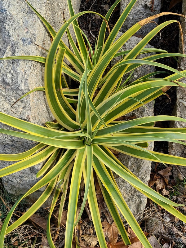 Image of Agave bracteosa 'Stingray' PP 30,280 taken at Juniper Level Botanic Gdn, NC by JLBG