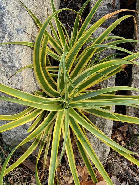 Agave bracteosa Stingray | Stingray Octopus Century Plant