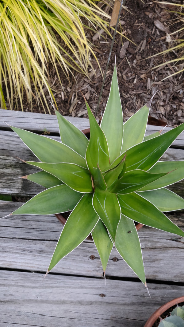 Image of Agave chazaroi 'Lasting Impressions' taken at Juniper Level Botanic Gdn, NC by JLBG