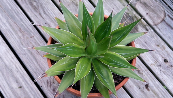 Image of Agave chazaroi 'Lasting Impressions' taken at Juniper Level Botanic Gdn, NC by JLBG