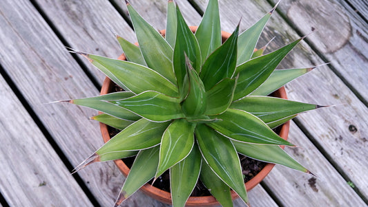 Image of Agave chazaroi 'Lasting Impressions' taken at Juniper Level Botanic Gdn, NC by JLBG