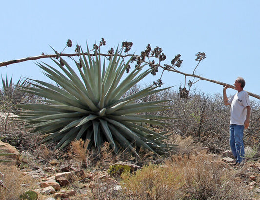 Image of Agave chrysantha 'Pinal Giants' taken at Pinal Mts, AZ by R. Parker in situ