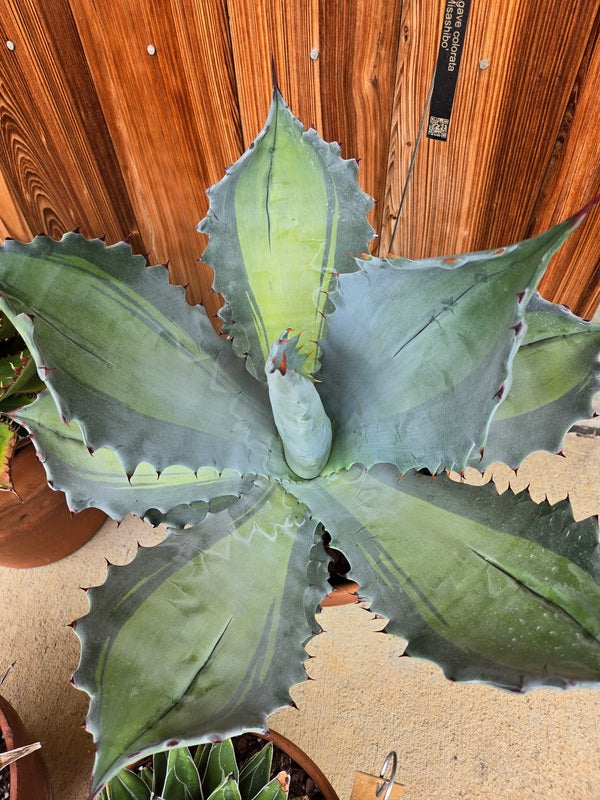 Image of Agave colorata 'Misashibo' taken at Juniper Level Botanic Gdn, NC by JLBG
