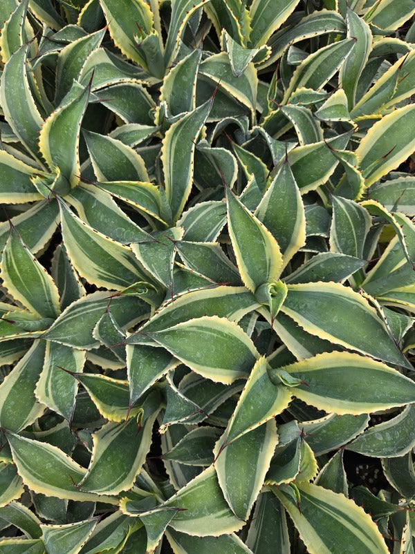 Image of Agave cupreata 'Border Crossing' taken at Juniper Level Botanic Gdn, NC by JLBG
