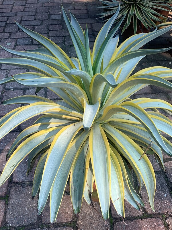 Image of Agave desmettiana 'Galactic Traveler' taken at Juniper Level Botanic Garden, Raleigh NC by Chris Hardison