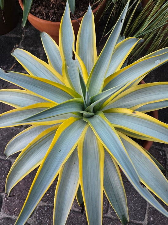 Image of Agave desmettiana 'Galactic Traveler' taken at Juniper Level Botanic Gdn, NC by JLBG