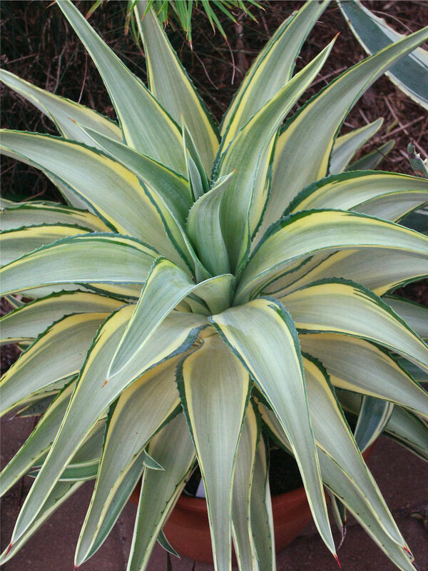 Image of Agave desmettiana 'Joe Hoak' taken at Juniper Level Botanic Garden, Raleigh NC by JLBG