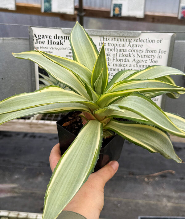 Agave desmetiana Joe Hoak | Joe Hoak Variegated Century Plant
