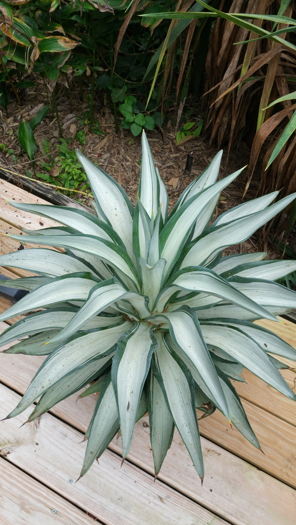 Agave desmettiana Quicksilver