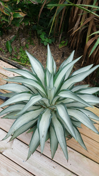 Agave desmettiana 'Quicksilver' | Quicksilver Century Plant