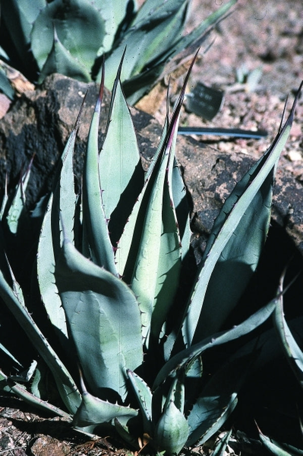 Agave flexispina | Flexible-spined Hardy Century Plant