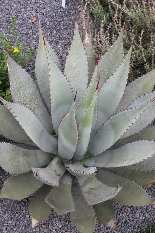 Image of Agave flexispina taken at Juniper Level Botanic Gdn, NC by JLBG