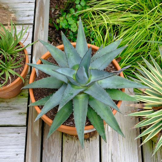 Image of Agave funkiana 'Tug Boat II' taken at Juniper Level Botanic Gdn, NC by JLBG