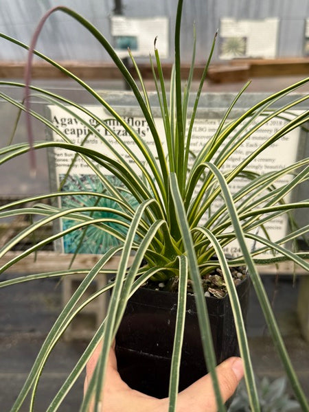 Image of Agave geminiflora 'Leaping Lizards'