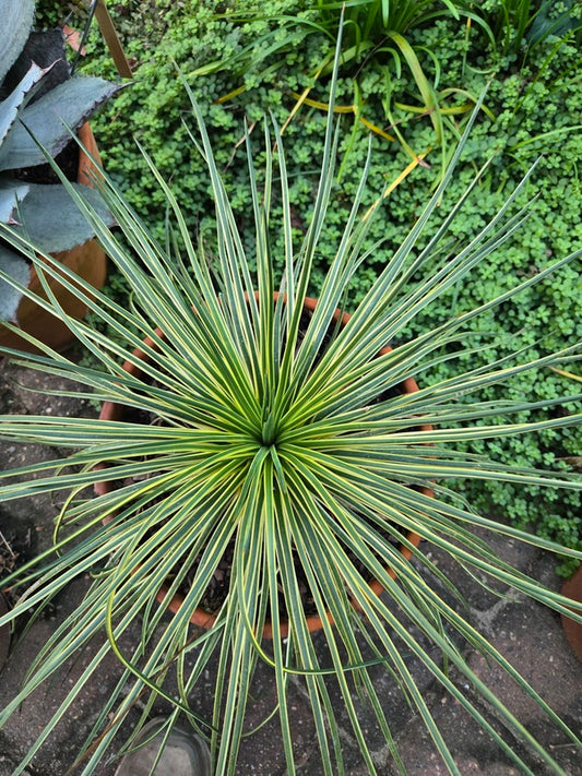 Image of Agave geminiflora 'Leaping Lizards' taken at Juniper Level Botanic Gdn, NC by JLBG