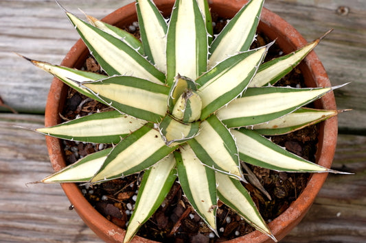 Image of Agave ghiesbreghtii 'Witte Zeeëgel' taken at Juniper Level Botanic Gdn, NC by JLBG