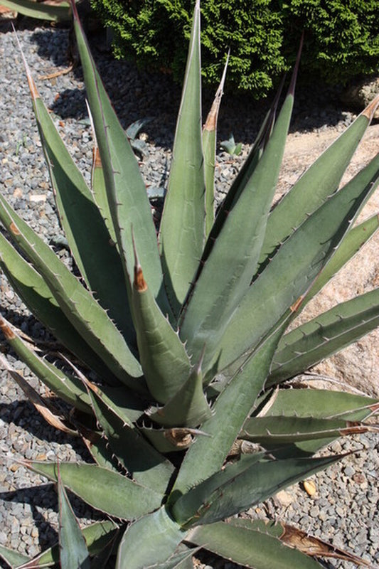 Image of Agave x glomeruliflora 'Chisos Affair' (havardiana x lechuguilla) taken at Juniper Level Botanic Gdn, NC by JLBG