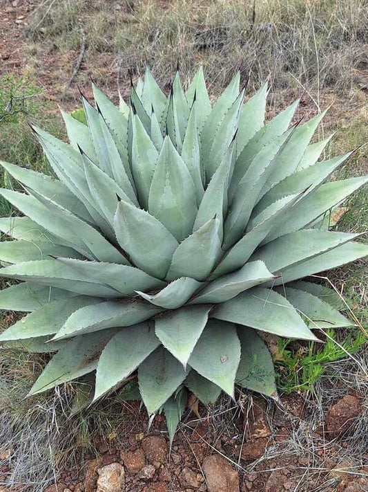 Image of Agave havardiana 'Ft. Davis' taken at In Situ by W. Roitsch
