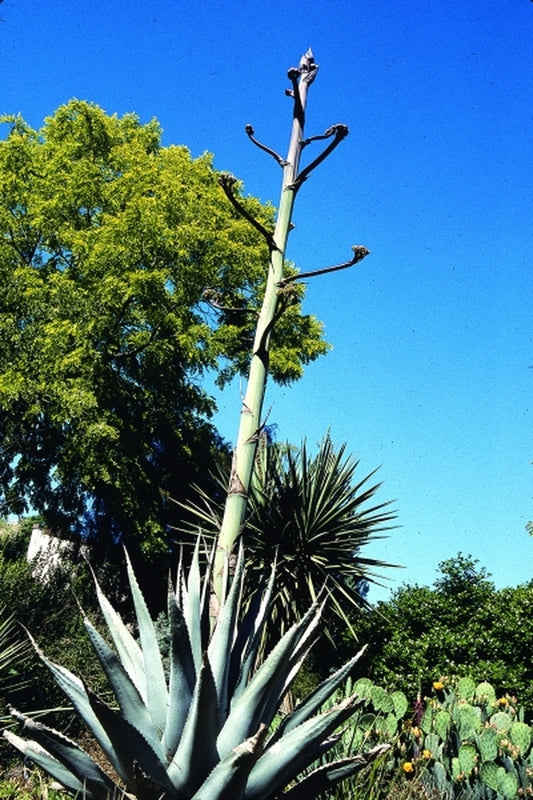 Image of Agave havardiana Raulston Arboretum Form taken at J.C. Raulston Arboretum, NC