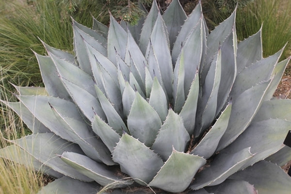 Image of Agave havardiana