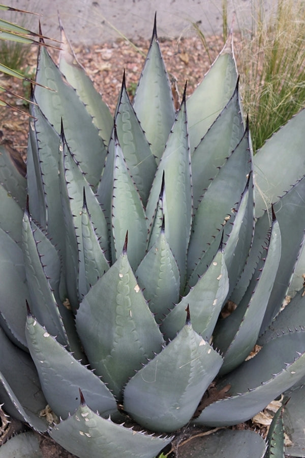 Image of Agave havardiana taken at Denver Botanic Gdn, CO by T. Avent