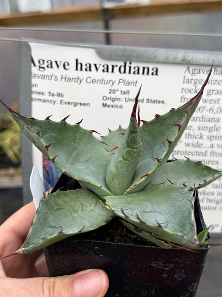 Image of Agave havardiana