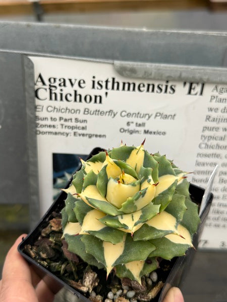 Agave isthmensis El Chichon | El Chichon Butterfly Century Plant
