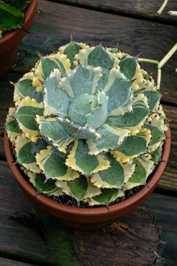 Image of Agave isthmensis 'Kabuto Gani' taken at Juniper Level Botanic Gdn, NC by JLBG
