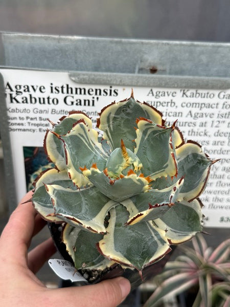 Image of Agave isthmensis 'Kabuto Gani'