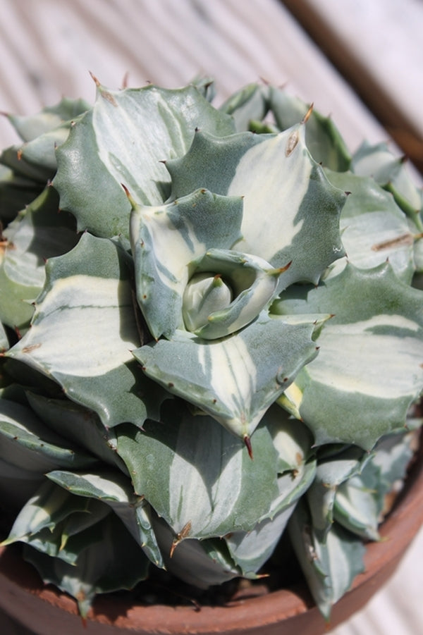 Image of Agave isthmensis 'Moon Disc' taken at Juniper Level Botanic Gdn, NC by JLBG