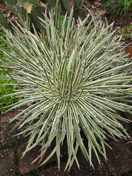 Agave-leopoldii-Spike.i-13746.